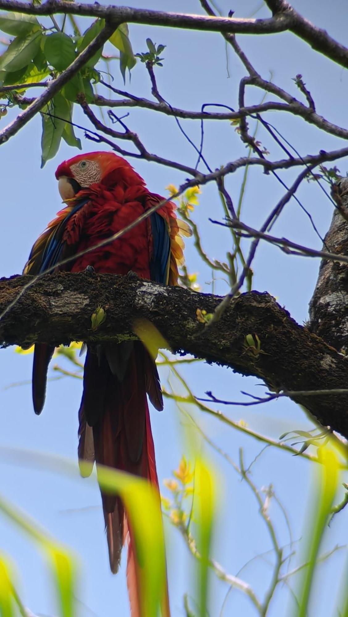 Cabinas Corcovado Green Parrot, Los Planes Drake Drakes Bay Chambre photo