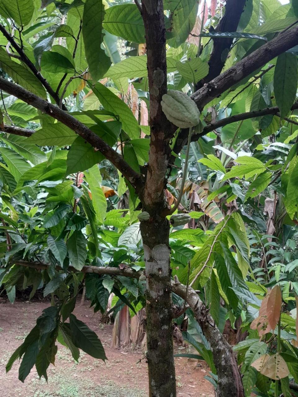 Cabinas Corcovado Green Parrot, Los Planes Drake Drakes Bay Extérieur photo