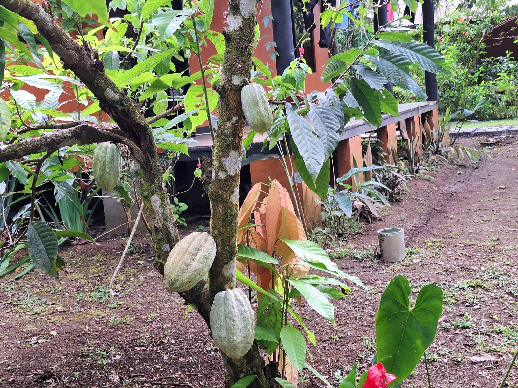 Cabinas Corcovado Green Parrot, Los Planes Drake Drakes Bay Extérieur photo